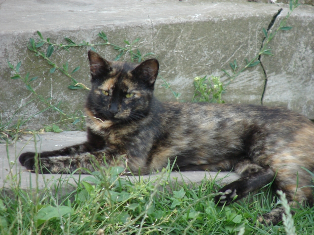 Кошкины, собакины....