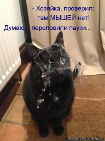 Итак,снова братья наши меньшие или КОТОМАТРИЦА для настроения!