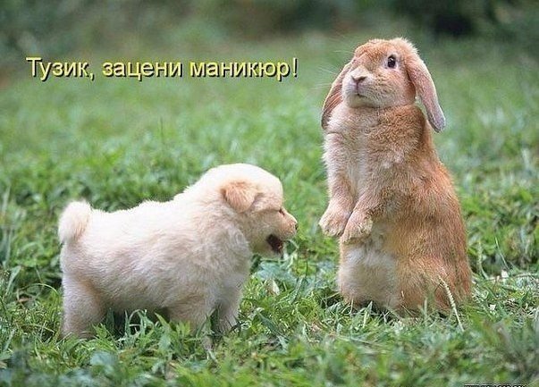 БРАТЬЯ НАШИ МЕНЬШИЕ...чтобы не скучали!