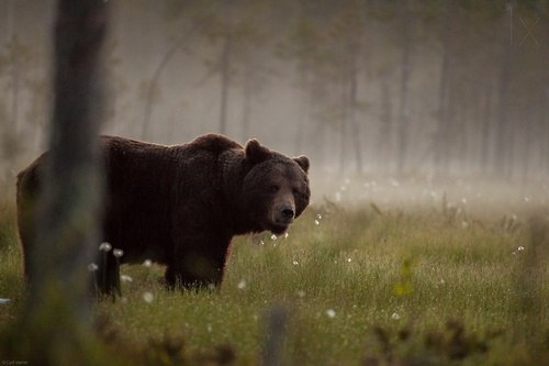 Наши братья