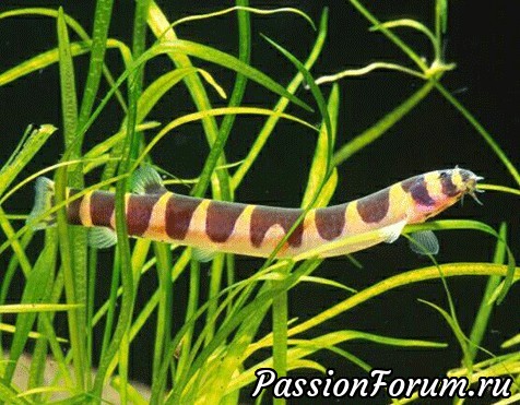 Сборная солянка предновогодняя)