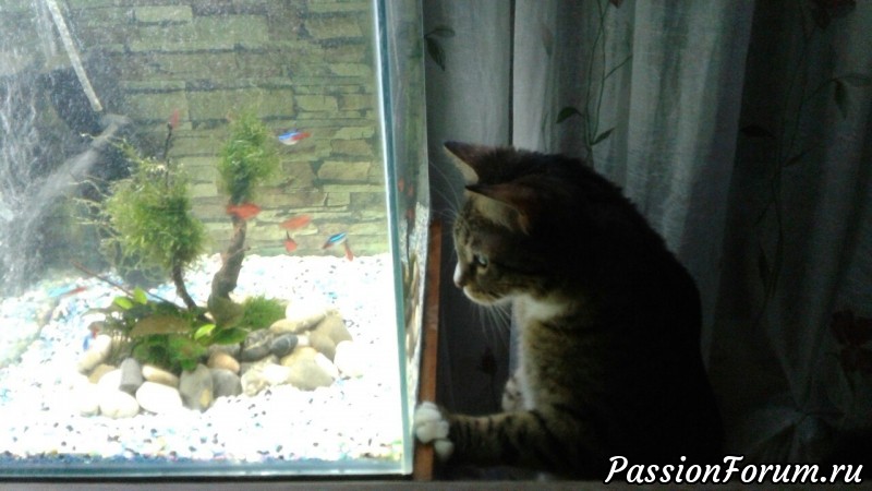 Сборная солянка предновогодняя)