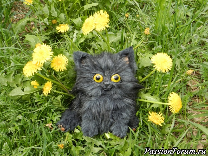 Кот