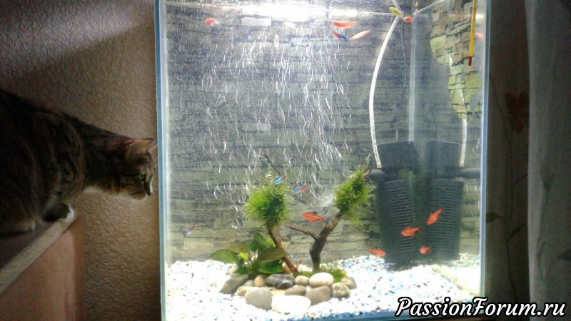 Сборная солянка предновогодняя)