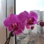 Orchid (Джейн) ()