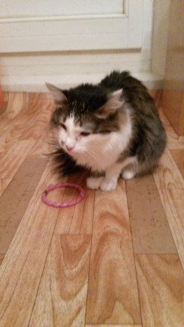 Мои кошатинки