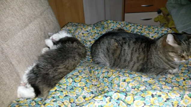 Мои кошатинки