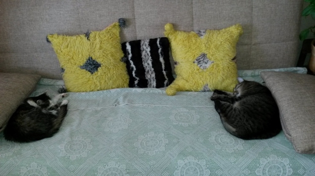 Мои кошатинки