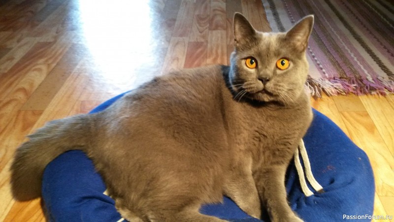 Лежанка для Мартыши