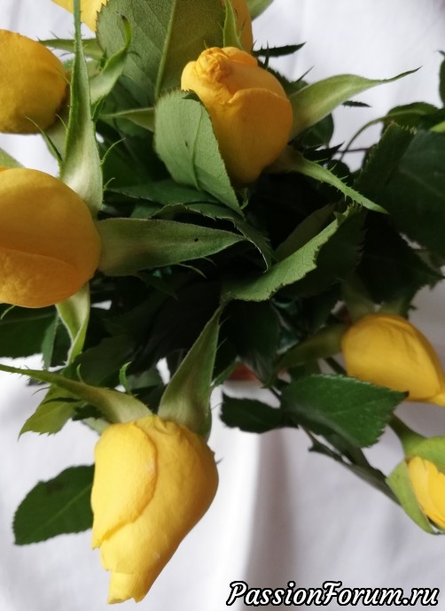 КРАСИВОСТИ...