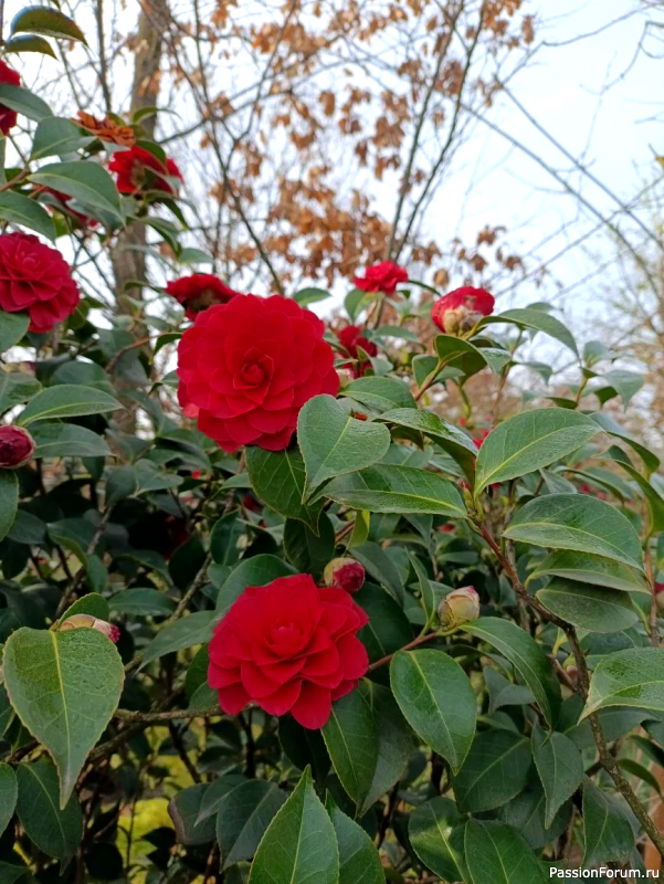 Японский сад в парке С. Галицкого. Конец марта.