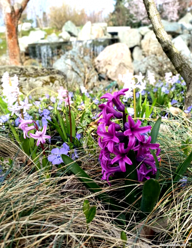 Японский сад в парке С. Галицкого. Конец марта.