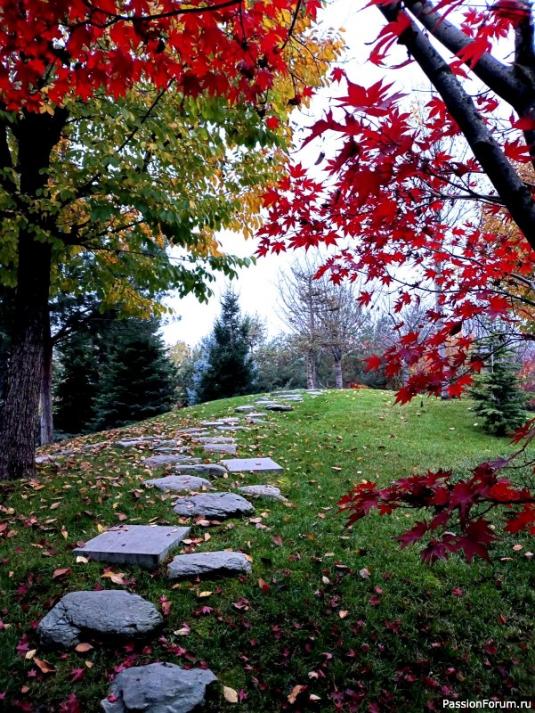 Немного хокку и много осени японского сада.
