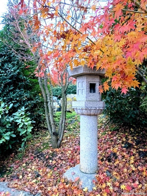 Немного хокку и много осени японского сада.