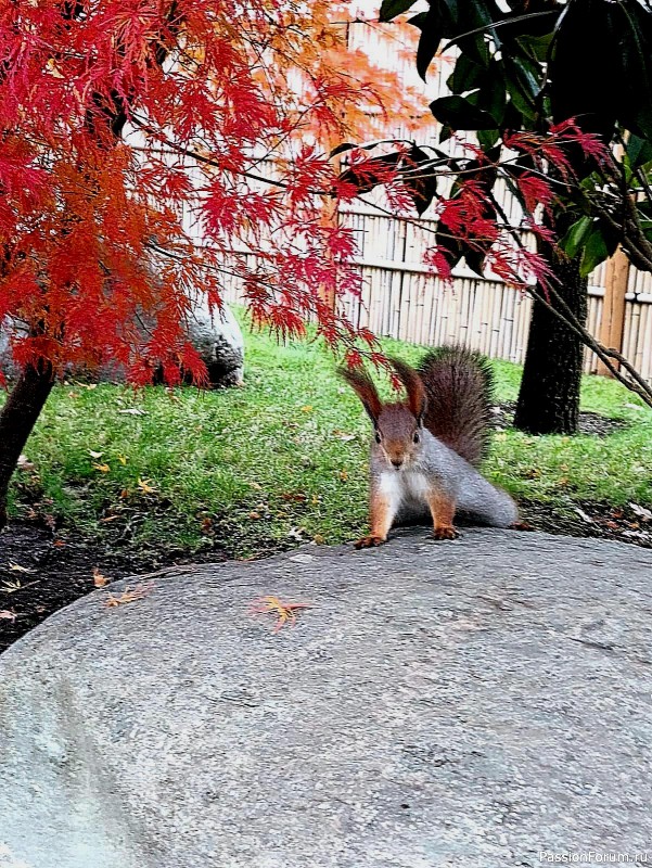 Немного хокку и много осени японского сада.