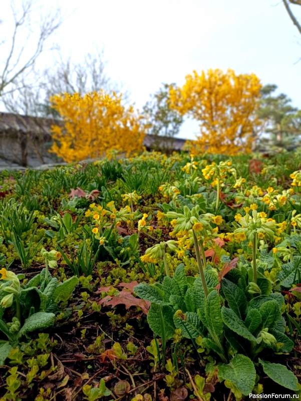 Японский сад в парке С. Галицкого. Конец марта.