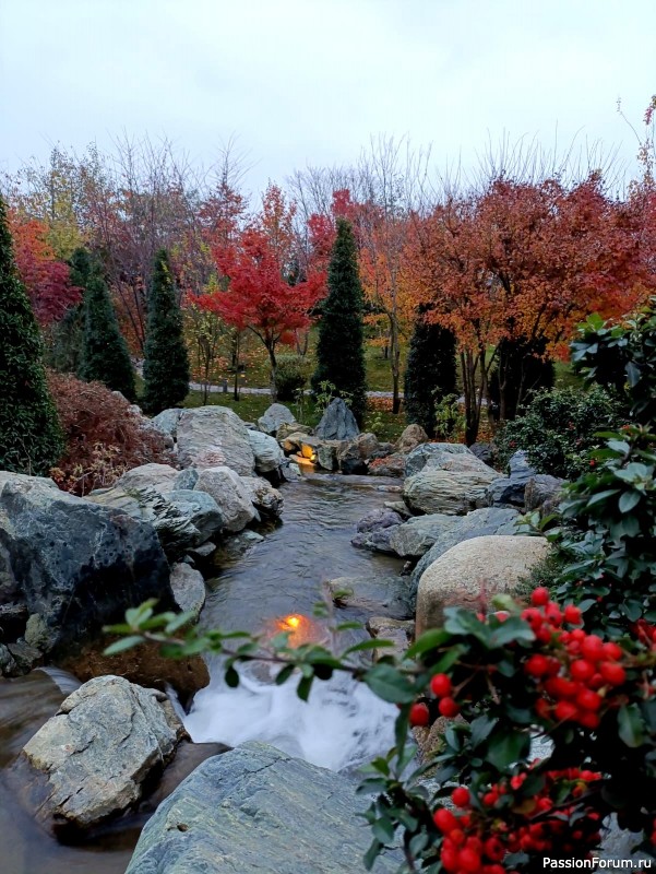 Немного хокку и много осени японского сада.