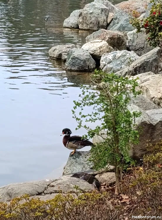 Японский сад в парке С. Галицкого. Конец марта.