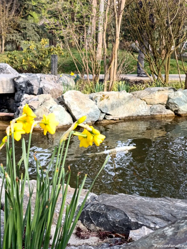 Японский сад в парке С. Галицкого. Конец марта.