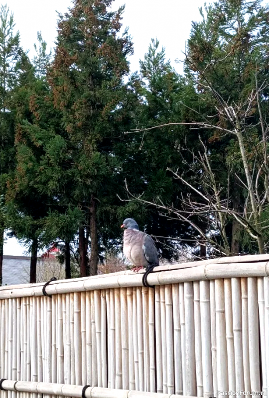 Японский сад в парке С. Галицкого. Конец марта.