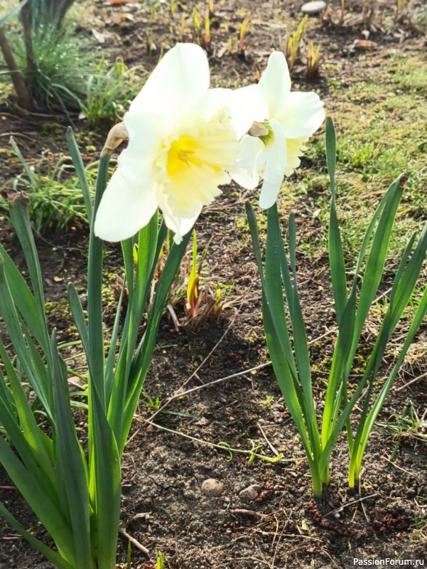Японский сад в парке С. Галицкого. Конец марта.