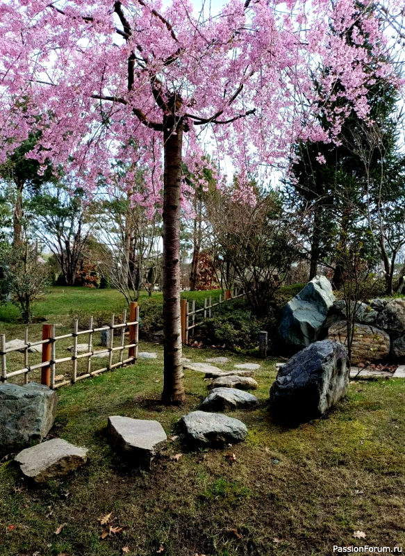 Японский сад в парке С. Галицкого. Конец марта.