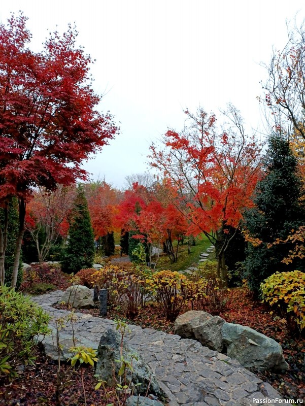 Немного хокку и много осени японского сада.