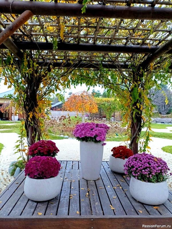 Немного хокку и много осени японского сада.