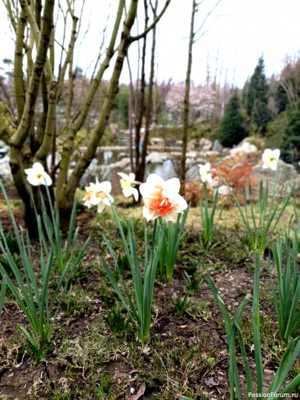 Японский сад в парке С. Галицкого. Конец марта.