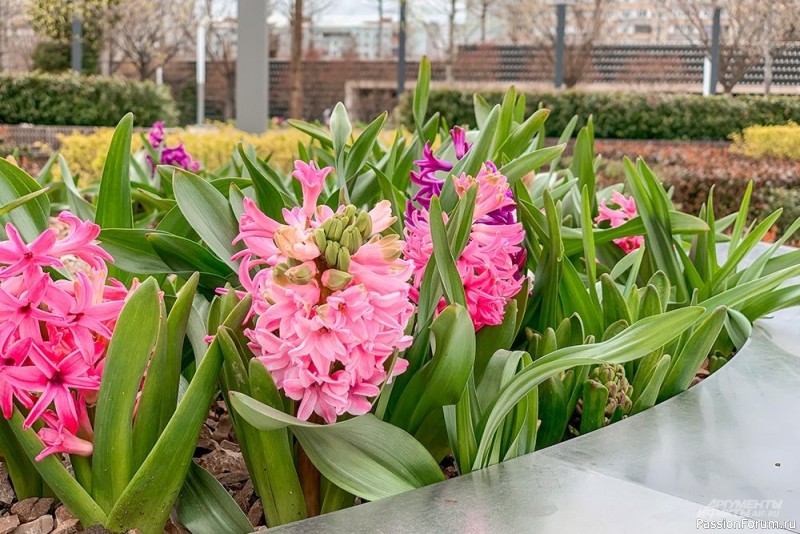 Парк зацвел