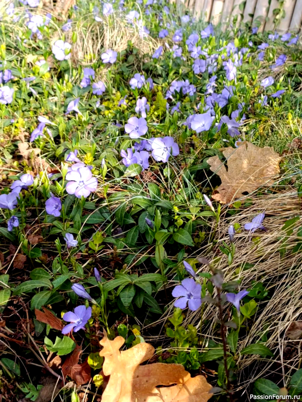 Японский сад в парке С. Галицкого. Конец марта.