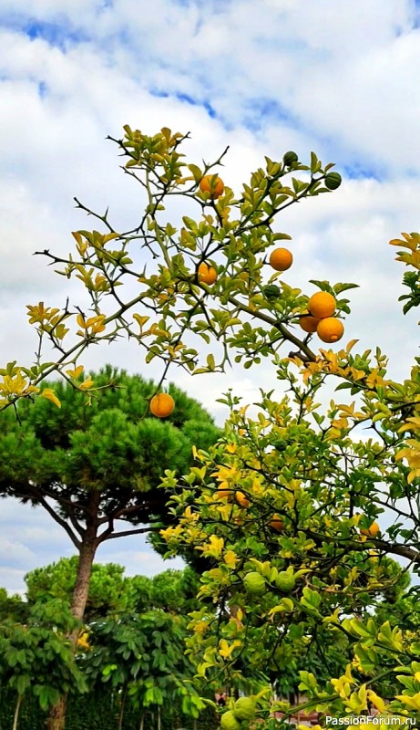 Уж небо осенью дышало...