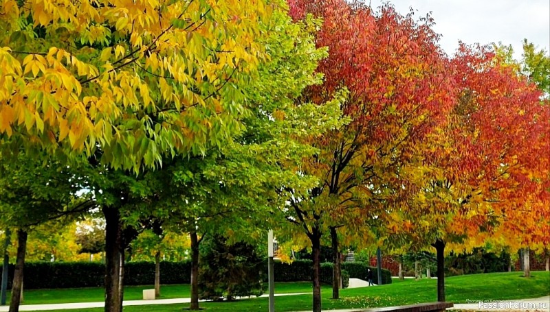 Уж небо осенью дышало...