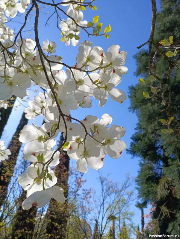 Каньон в парке С. Галицкого