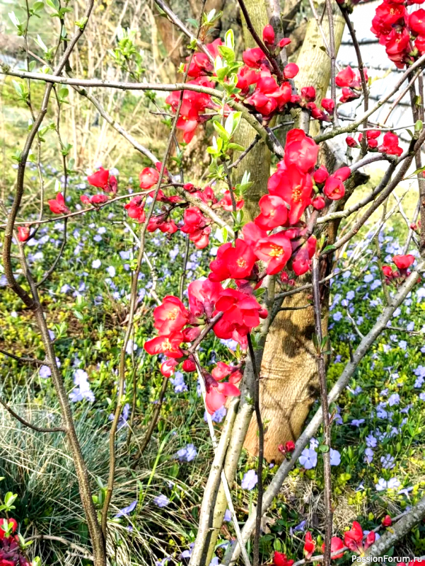 Японский сад в парке С. Галицкого. Конец марта.