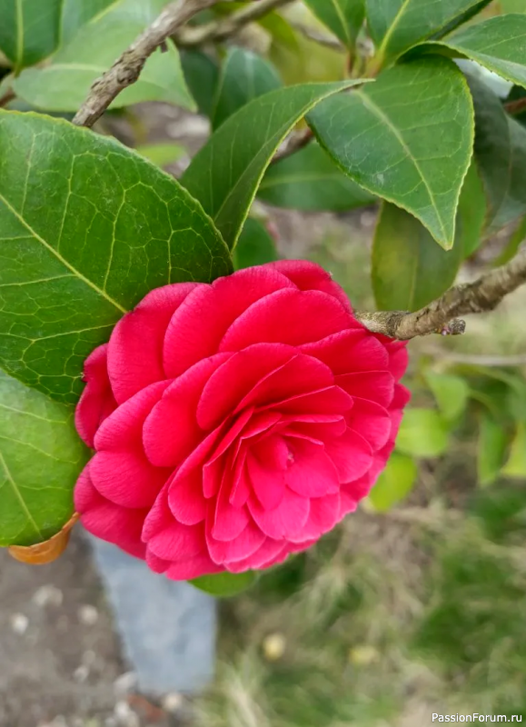 Японский сад в парке С. Галицкого. Конец марта.