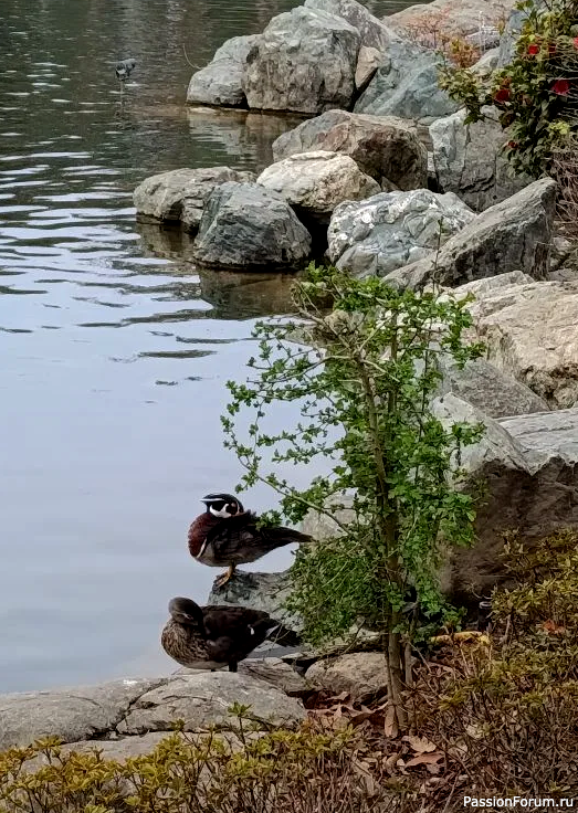 Японский сад в парке С. Галицкого. Конец марта.