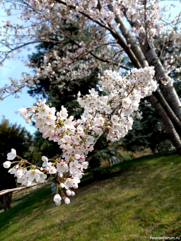 Японский сад в парке С. Галицкого. Конец марта.