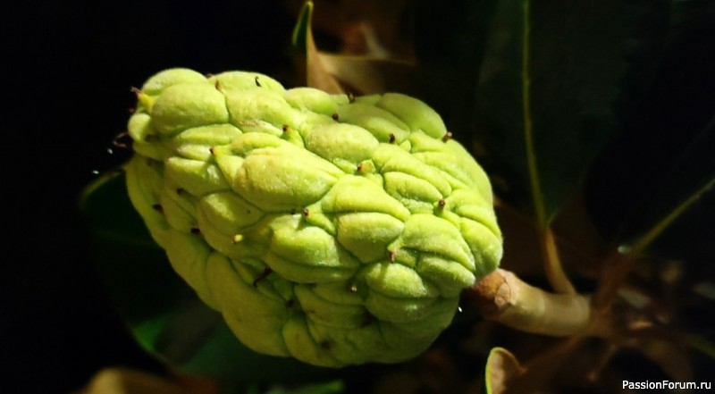 Уж небо осенью дышало...