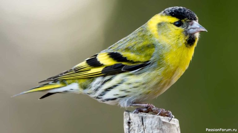 Парк зацвел