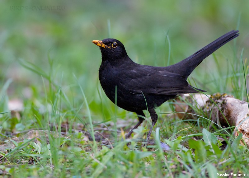 Парк зацвел