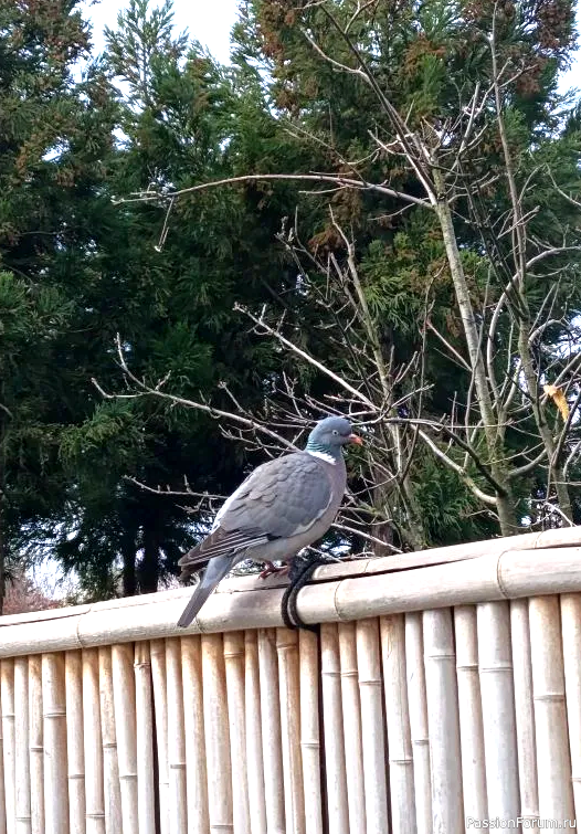 Японский сад в парке С. Галицкого. Конец марта.