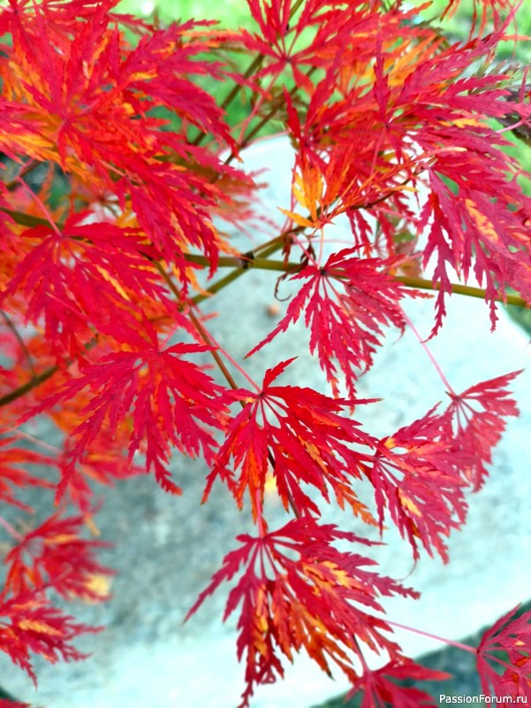 Немного хокку и много осени японского сада.