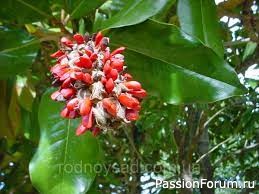 Уж небо осенью дышало...