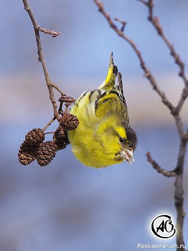 Парк зацвел