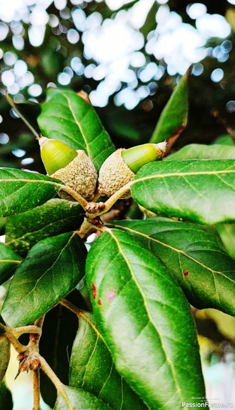 Уж небо осенью дышало...