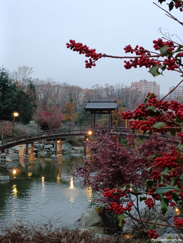 Немного хокку и много осени японского сада.