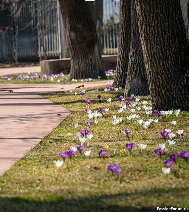 Парк зацвел