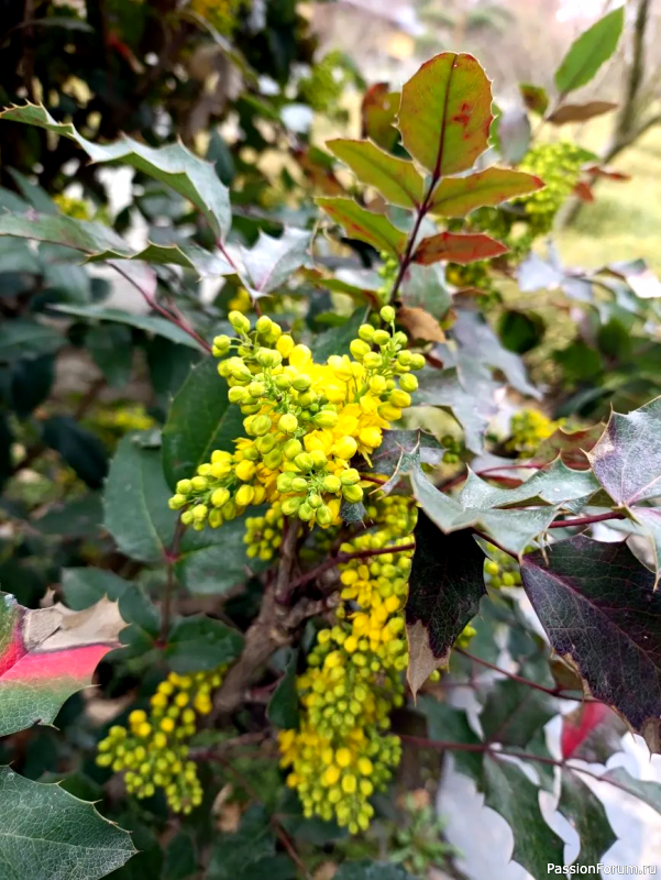 Японский сад в парке С. Галицкого. Конец марта.