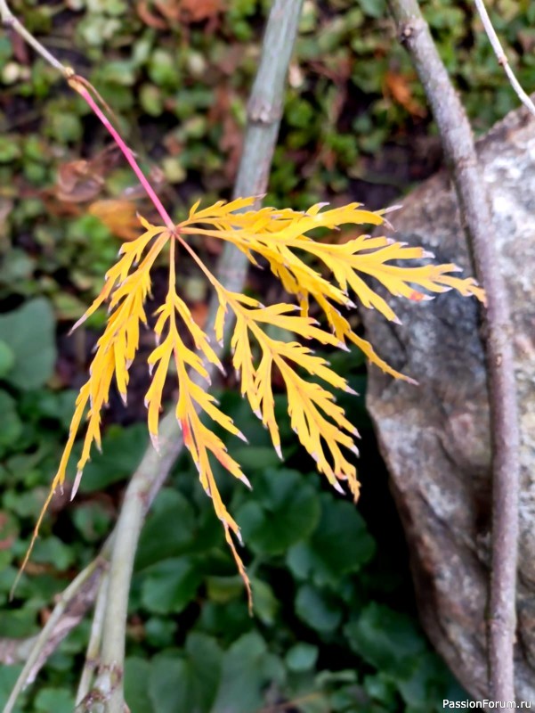 Немного хокку и много осени японского сада.